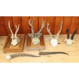 Two pairs of wooden mounted antler trophies and other unmounted horns