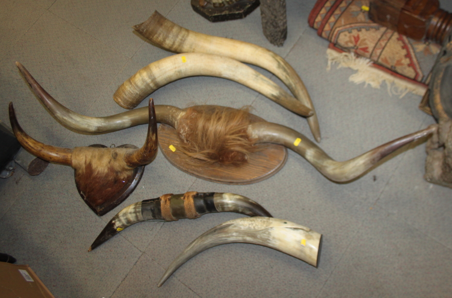 A pair of wall mounted cow horns, a similar smaller pair, a leather mounted pair, an unmounted
