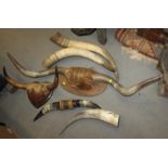 A pair of wall mounted cow horns, a similar smaller pair, a leather mounted pair, an unmounted
