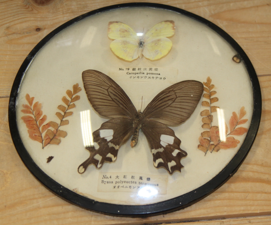 A terrarium of three butterflies on seashells, a similar framed display and four specimen cases of - Image 3 of 8
