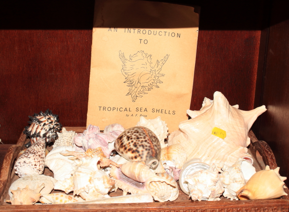 A collection of tropical seashells