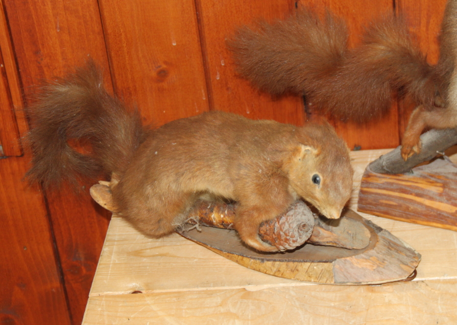 A taxidermy red squirrel holding a pine cone, 12" high, another similar wall hanging squirrel and - Image 2 of 4