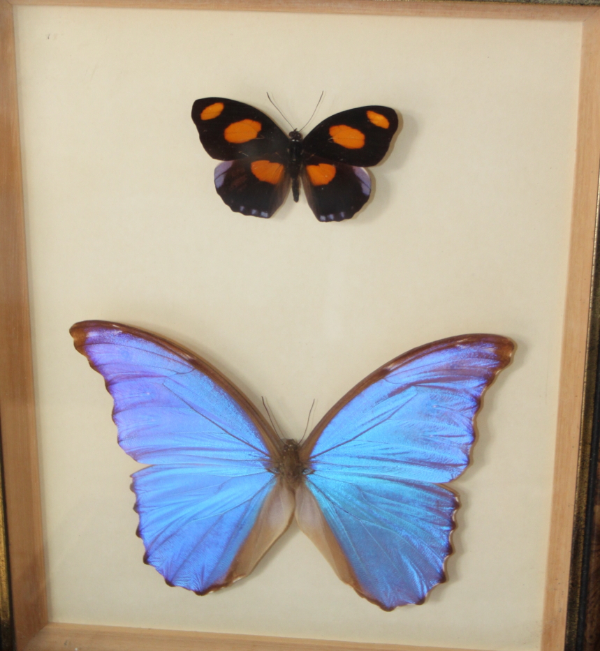 Nine Specimen cases including Four-bar Swordtail, Morpho, Rajah Brooke's Birdwing and various - Image 8 of 10