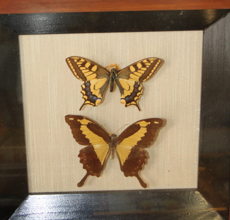 Nine Specimen cases including Four-bar Swordtail, Morpho, Rajah Brooke's Birdwing and various - Image 9 of 10