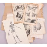 A quantity of anatomical loose prints and plates