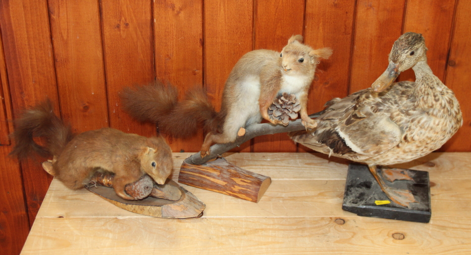 A taxidermy red squirrel holding a pine cone, 12" high, another similar wall hanging squirrel and