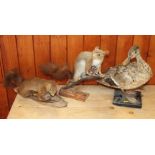 A taxidermy red squirrel holding a pine cone, 12" high, another similar wall hanging squirrel and