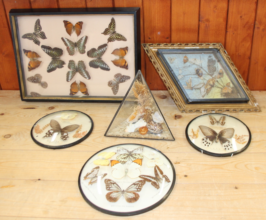 A terrarium of three butterflies on seashells, a similar framed display and four specimen cases of