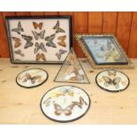 A terrarium of three butterflies on seashells, a similar framed display and four specimen cases of