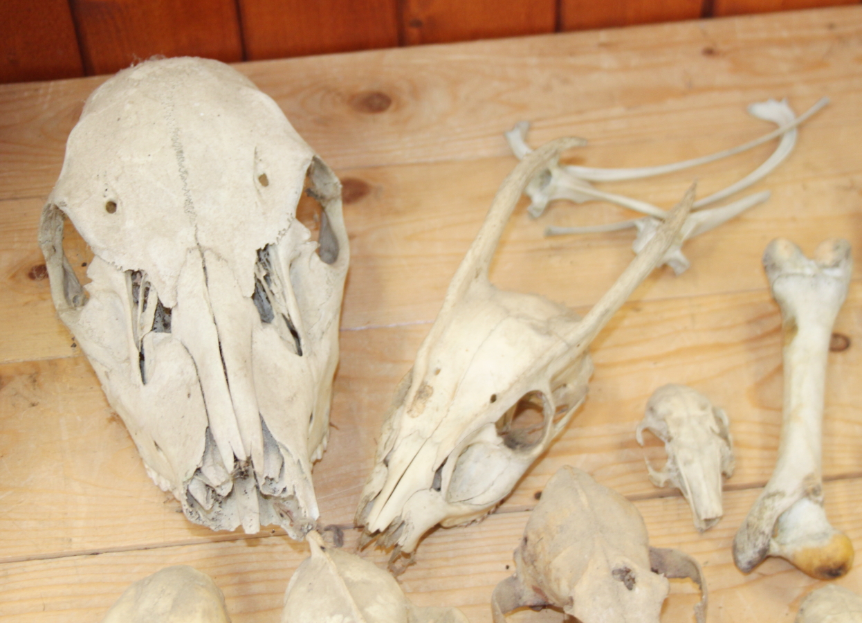 A collection of animal skulls and bones - Image 2 of 6