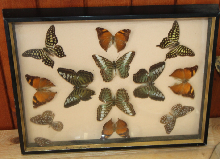 A terrarium of three butterflies on seashells, a similar framed display and four specimen cases of - Image 2 of 8