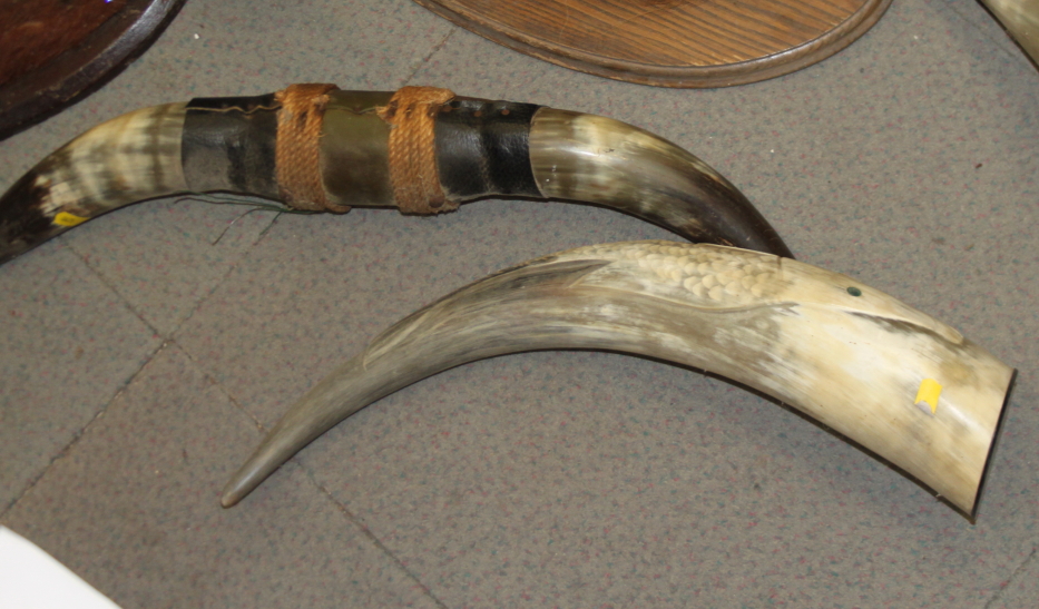 A pair of wall mounted cow horns, a similar smaller pair, a leather mounted pair, an unmounted - Image 5 of 5