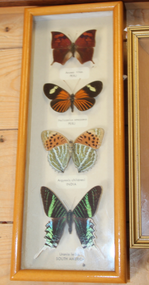 Nine Specimen cases including Four-bar Swordtail, Morpho, Rajah Brooke's Birdwing and various - Image 2 of 10