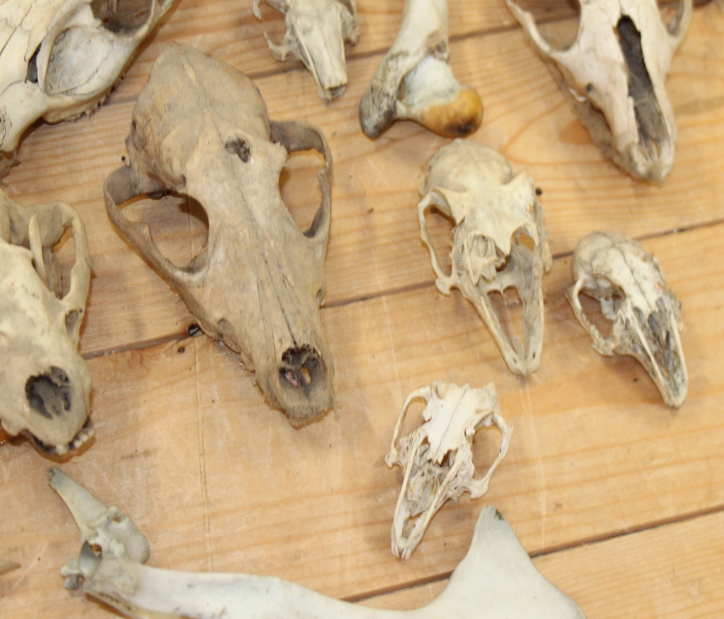 A collection of animal skulls and bones - Image 4 of 6