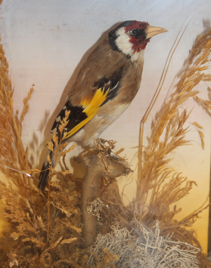 A taxidermy European goldfinch, mounted amongst foliage, in case labelled "G A Topp Reading", 8 1/2" - Image 2 of 6