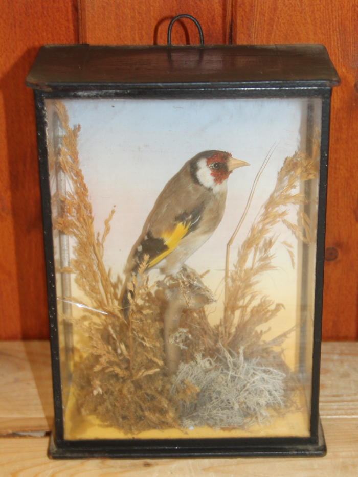 A taxidermy European goldfinch, mounted amongst foliage, in case labelled "G A Topp Reading", 8 1/2"