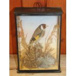 A taxidermy European goldfinch, mounted amongst foliage, in case labelled "G A Topp Reading", 8 1/2"