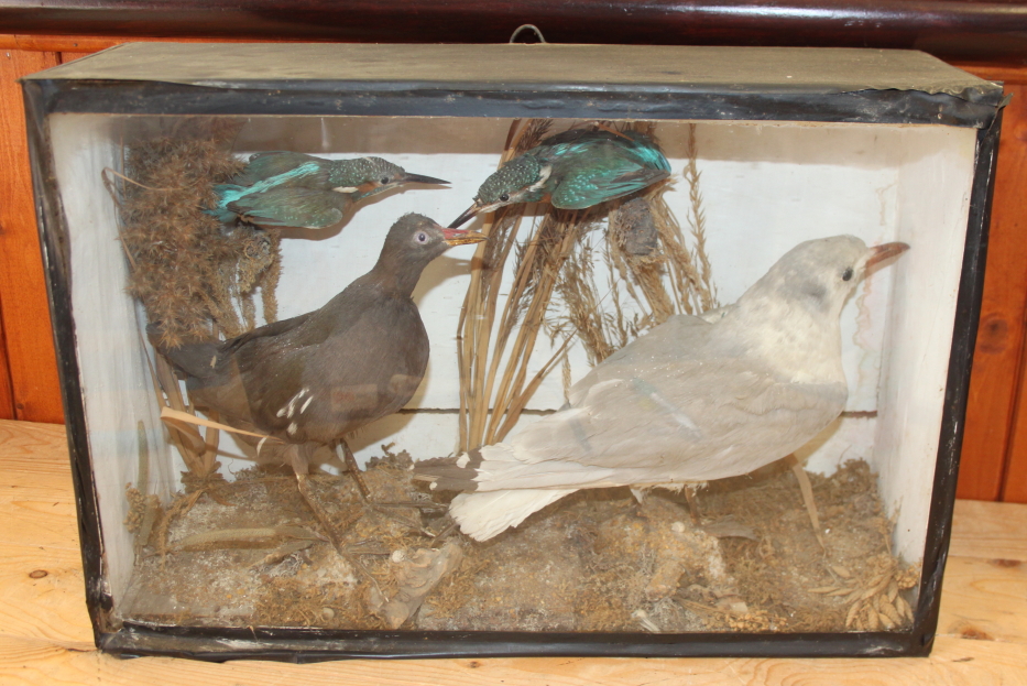 A pair of kingfishers, a seagull and a moorhen, in case, 14 1/2" high