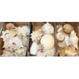 A collection of good sized conch shells, a nautilus shell, three taxidermy sea horses, in wooden
