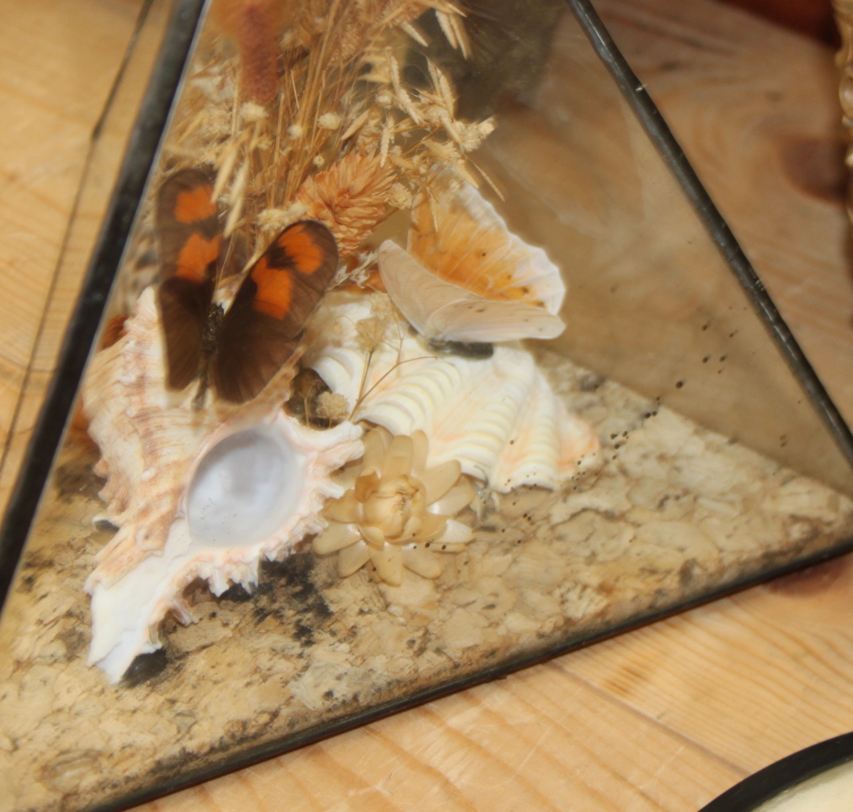 A terrarium of three butterflies on seashells, a similar framed display and four specimen cases of - Image 8 of 8