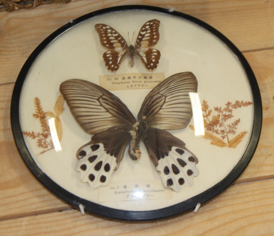 A terrarium of three butterflies on seashells, a similar framed display and four specimen cases of - Image 5 of 8