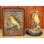 A taxidermy canary, in dome, 9" high, and another canary, in case labelled "Preserved by Avery