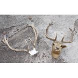 A taxidermy wall mounted fallow deer head with nineteen-point antlers (damages) and a pair of