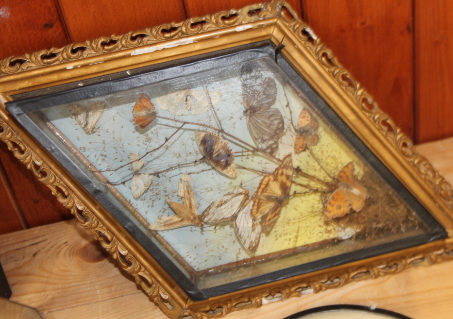 A terrarium of three butterflies on seashells, a similar framed display and four specimen cases of - Image 6 of 8