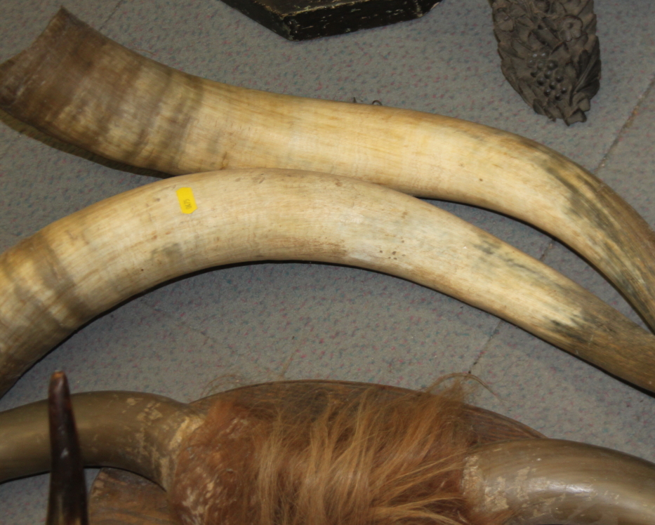 A pair of wall mounted cow horns, a similar smaller pair, a leather mounted pair, an unmounted - Image 2 of 5