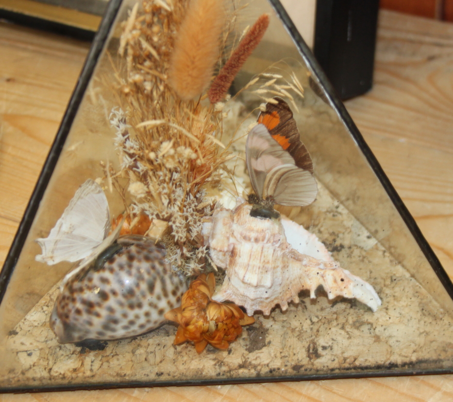 A terrarium of three butterflies on seashells, a similar framed display and four specimen cases of - Image 7 of 8