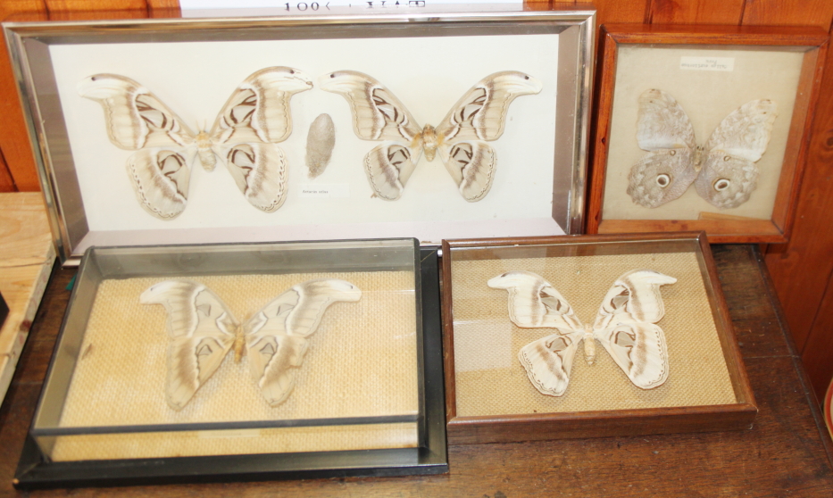 A pair of Atticus atlas moths, two other specimens and a similar moth, in cases