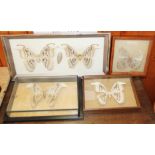 A pair of Atticus atlas moths, two other specimens and a similar moth, in cases