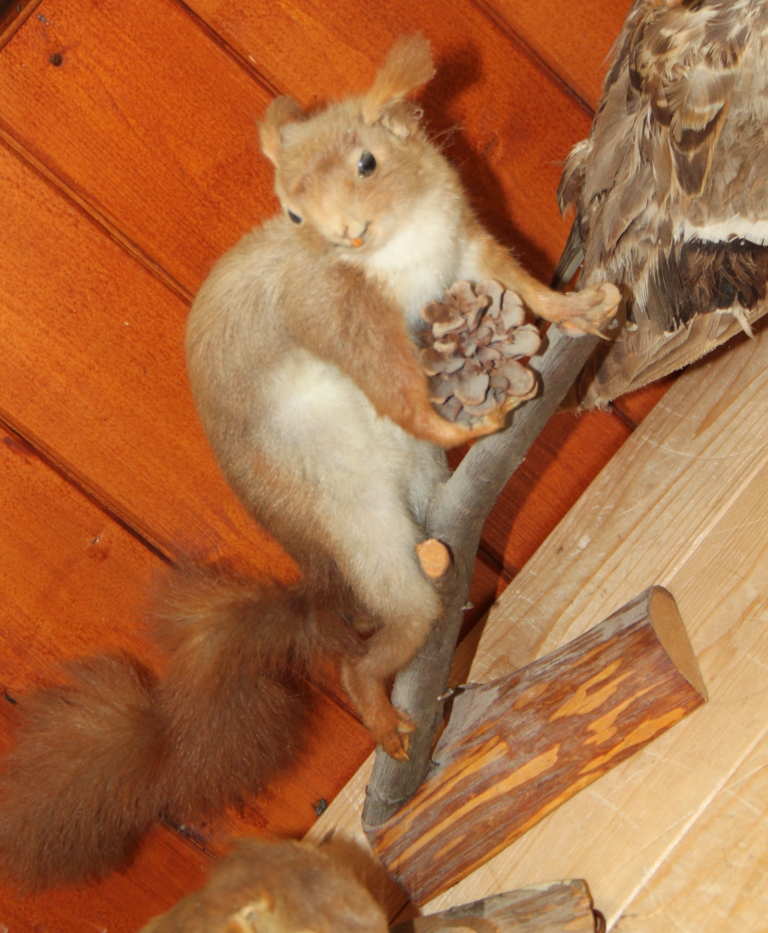 A taxidermy red squirrel holding a pine cone, 12" high, another similar wall hanging squirrel and - Image 3 of 4