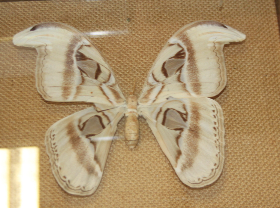 A pair of Atticus atlas moths, two other specimens and a similar moth, in cases - Image 5 of 5