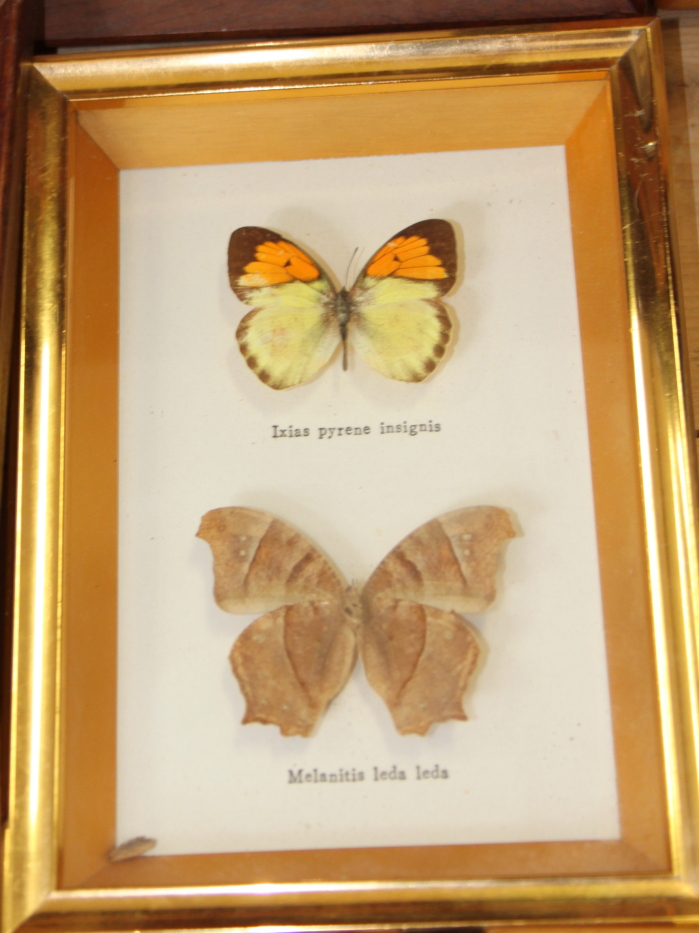 Nine Specimen cases including Four-bar Swordtail, Morpho, Rajah Brooke's Birdwing and various - Image 6 of 10