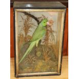 A taxidermy ring-necked parakeet, in case, 15 3/4" high