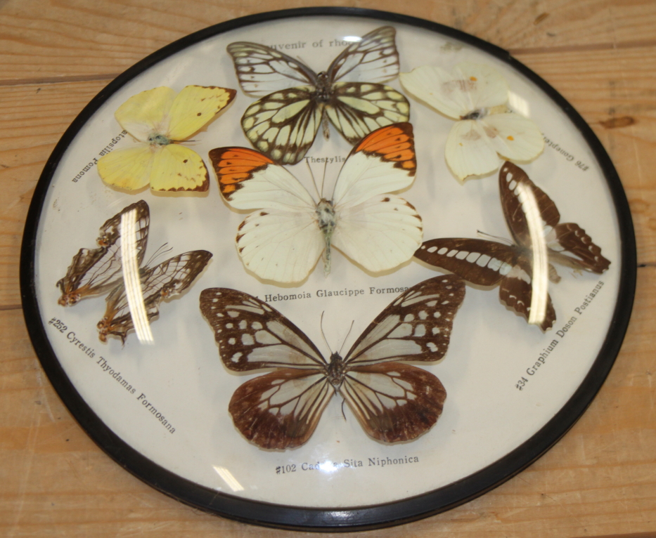 A terrarium of three butterflies on seashells, a similar framed display and four specimen cases of - Image 4 of 8