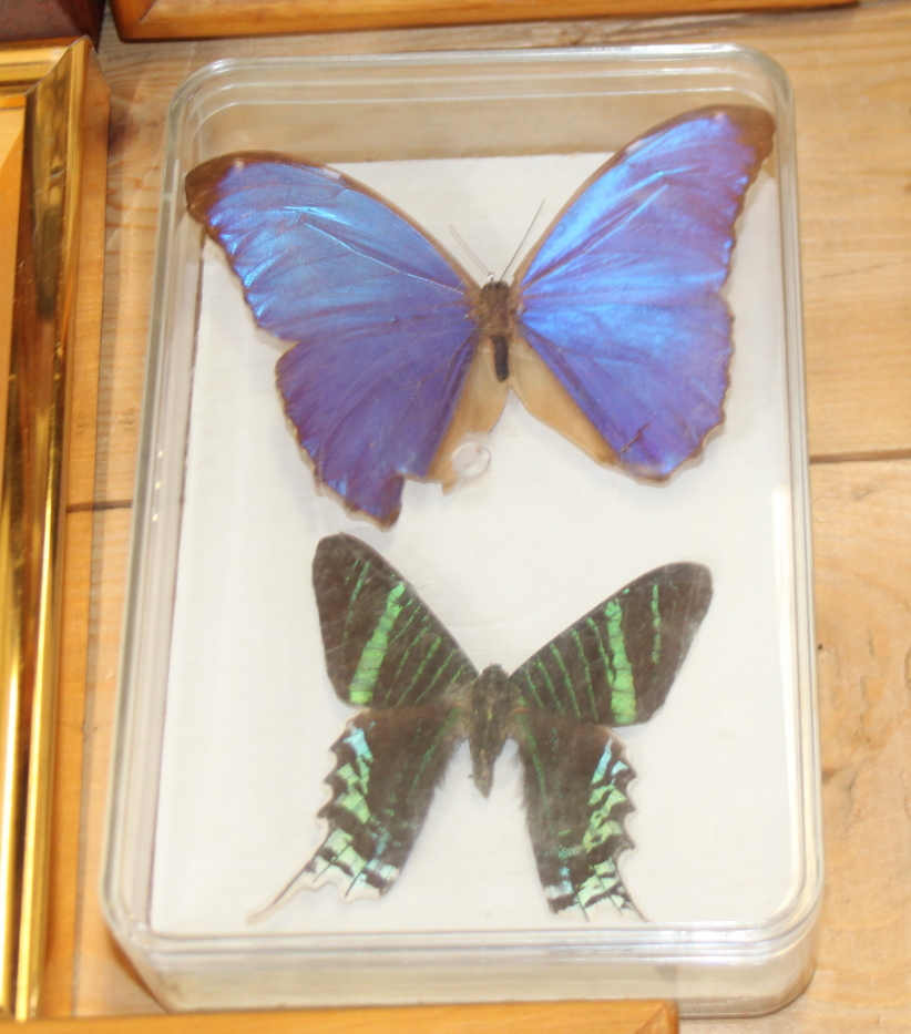 Nine Specimen cases including Four-bar Swordtail, Morpho, Rajah Brooke's Birdwing and various - Image 5 of 10