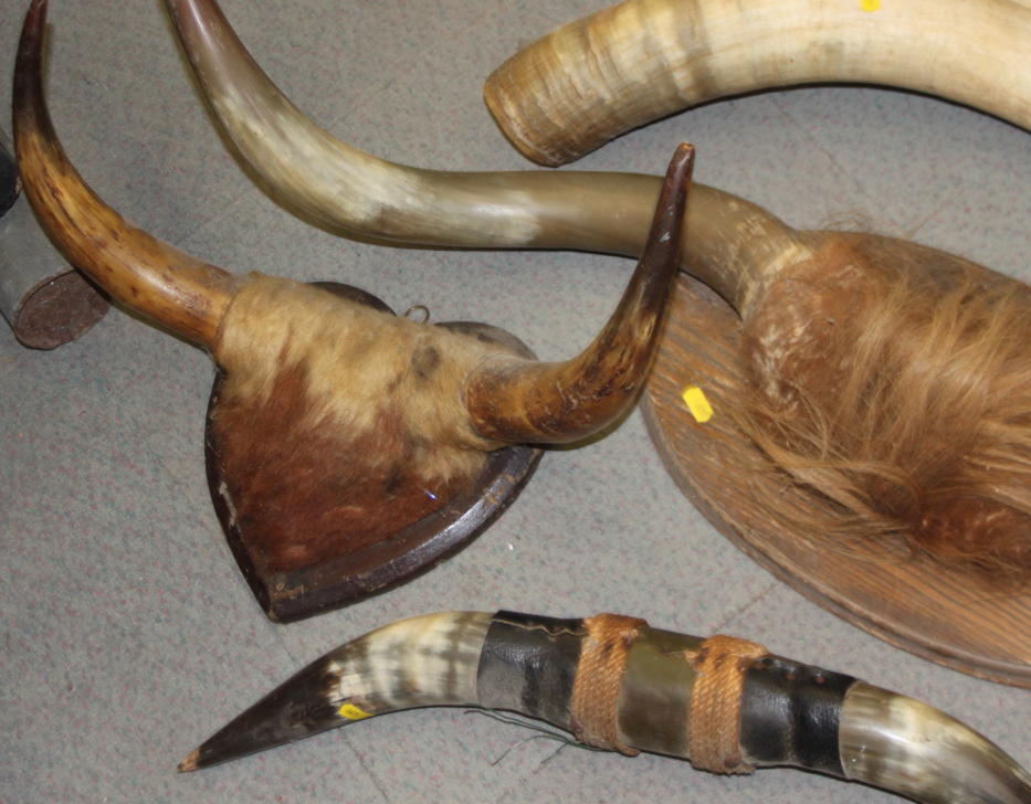 A pair of wall mounted cow horns, a similar smaller pair, a leather mounted pair, an unmounted - Image 4 of 5