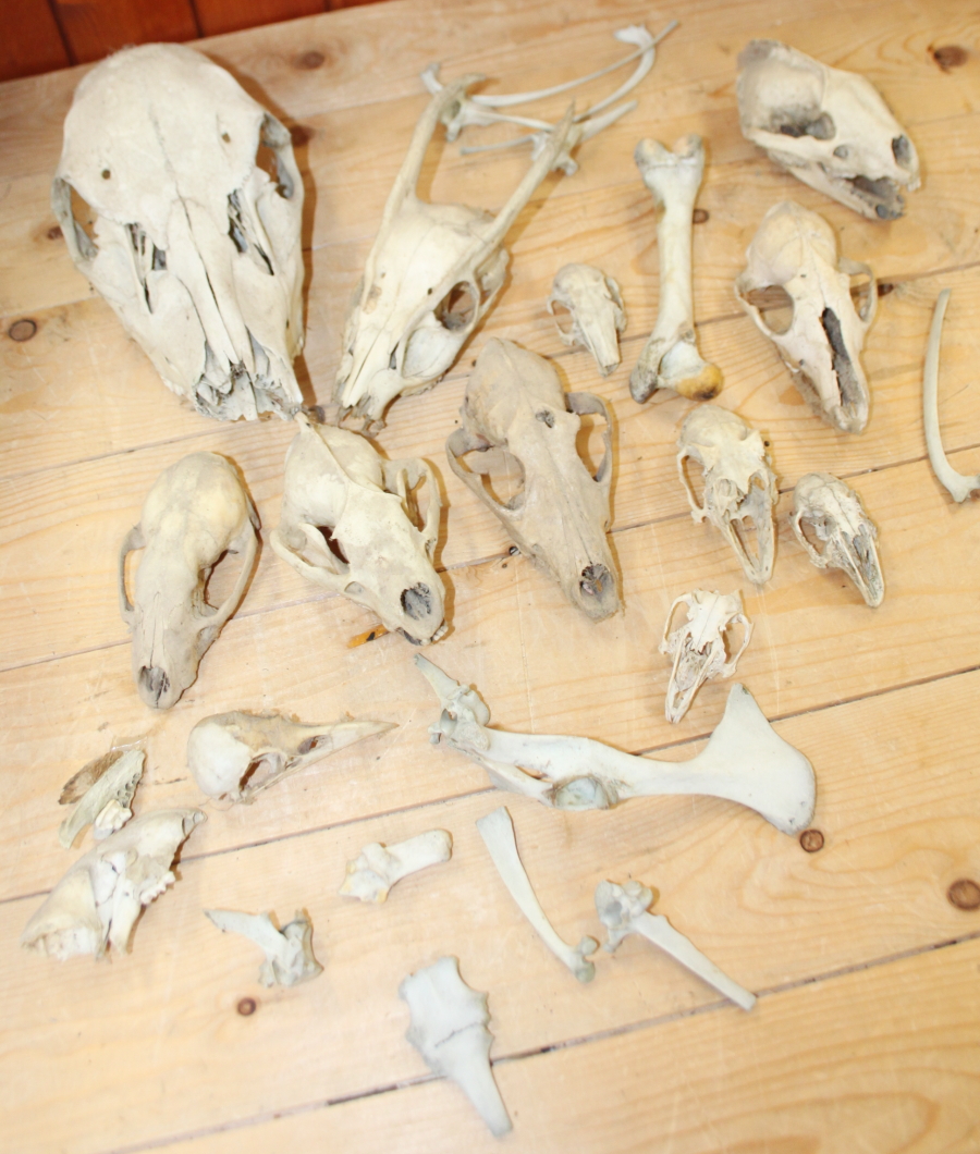 A collection of animal skulls and bones