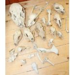 A collection of animal skulls and bones