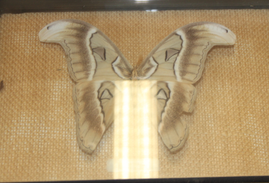 A pair of Atticus atlas moths, two other specimens and a similar moth, in cases - Image 4 of 5