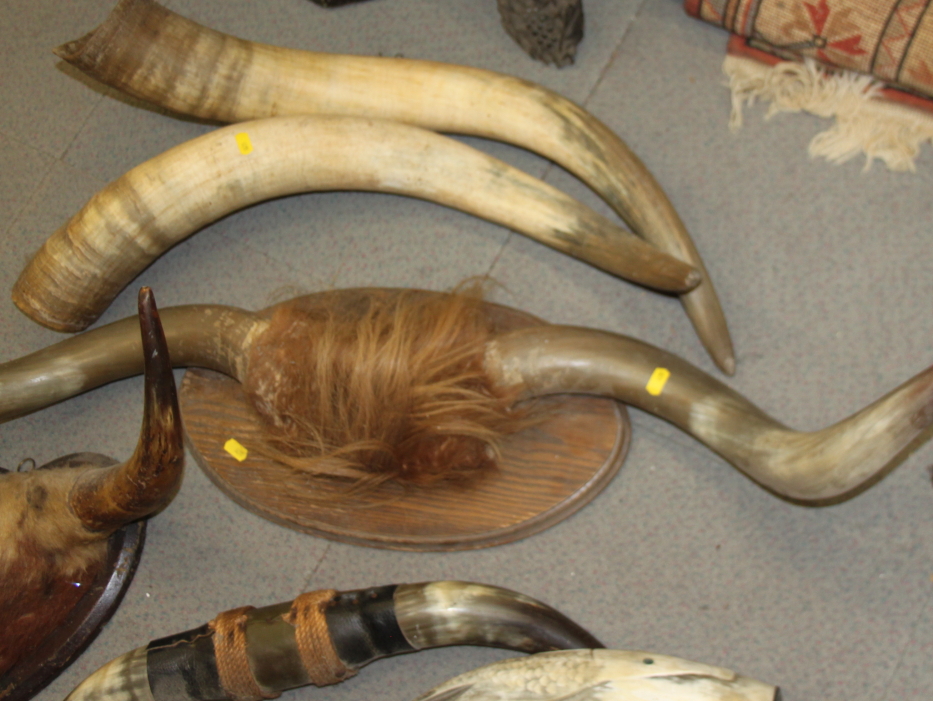 A pair of wall mounted cow horns, a similar smaller pair, a leather mounted pair, an unmounted - Image 3 of 5