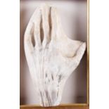 A plaster model of a flayed hand in pine frame, and another similar, on square block base