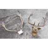 A taxidermy wall mounted fallow deer head with nineteen-point antlers (damages), a pair of