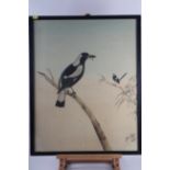 Neville Cayley, 1898: watercolours, study of an Australian white backed magpie?, 24" x 19 1/4", in