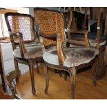 A set of six Louis XV design stained frame dining chairs with cane backs and stuffed over seats,