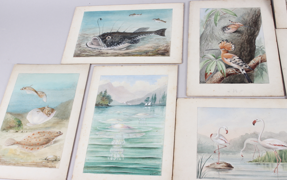 J Green: a set of eleven early 20th century watercolours of various birds and sea creatures, mounted - Image 6 of 6