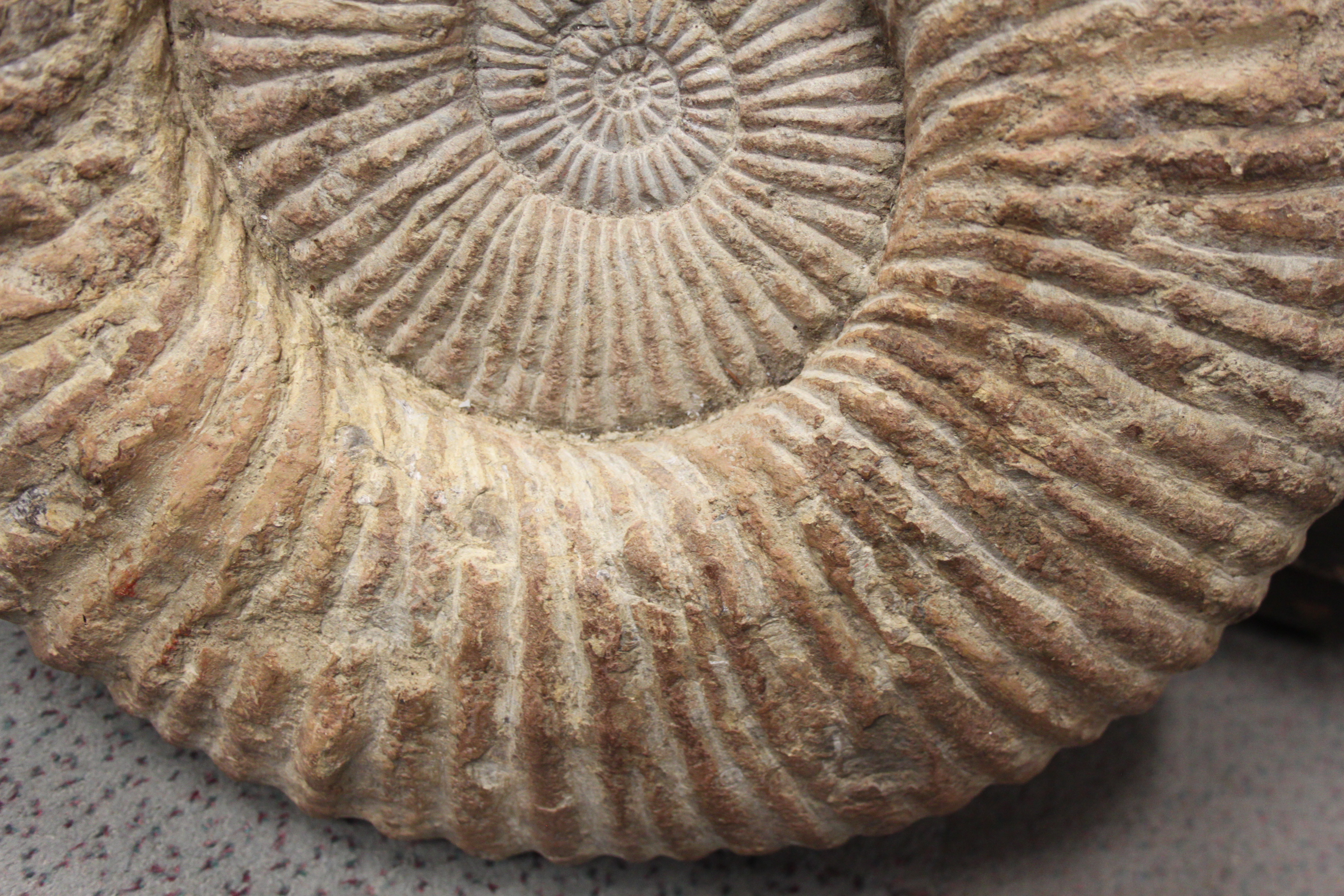 A fossilised ammonite, 18" dia - Image 6 of 7