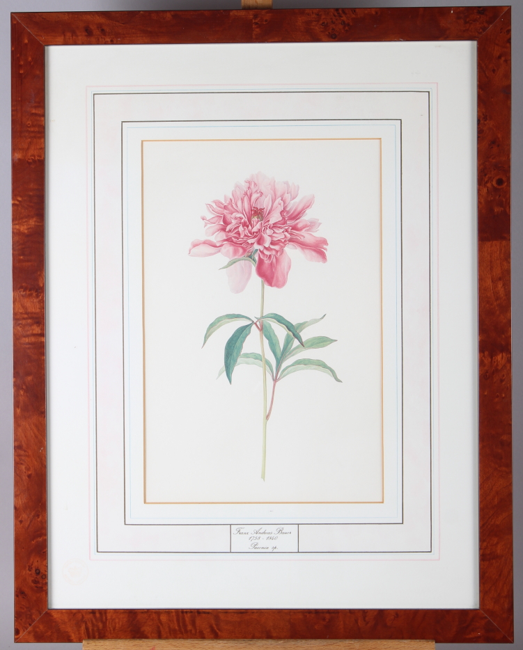 A set of four limited edition botanical prints after Bauer, in burr frames - Image 3 of 4
